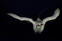 Red-tailed Tropic Bird Collection Image, Figure 8, Total 11 Figures